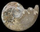 Polished Cretaceous Ammonite Fossil - Khenifra, Morocco #35294-1